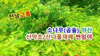 #소액임야매매 #산골짜기끝외진땅 전라남도 고흥군 두원면 운대리 산양삼 산약초재배 자연인땅, 버섯재배오지임야, 주말쉼터싼임야 (고흥-2282)