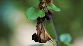 Brown Rot in Cherries