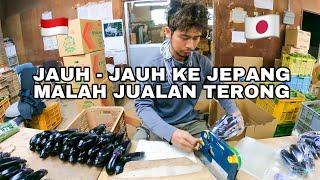 CARAKU JUALAN TERONG DI JEPANG AGAR CEPAT LAKU !! PERTANIAN DI JEPANG