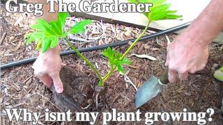 Why isn't my plant growing?  Diagnostic video - Greg The Gardener