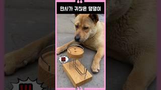 A dog that is annoyed by everything