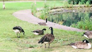 A Wonderful Park-Uk// Abbey park// Nina's Rannaghor And Vlogs!