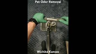 Pet Odor Removal Wichita Kansas Higher Standards Carpet Cleaning