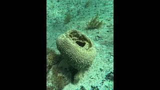 Sea Sponge #sponge #esponja #underwater ##seasponge