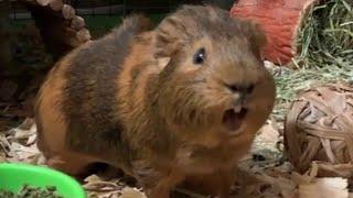 World's Best Guinea Pig Wheek!