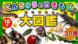 【昆虫 集合！】こんちゅうといきもの大図鑑30種類の虫や生き物が大集合！カブトムシやクワガタムシなど生き物の名前を覚えよう◎【子供向け昆虫 生き物アニメ】