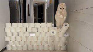 Toilet Paper Wall Challenge