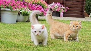 The kittens enjoyed walking in the beautiful garden 