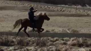 Gauksmyri, Iceland Horse farm demo - tölt with a beer   5/12/15