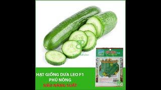 HẠT GIỐNG DƯA LEO F1 PHÚ NÔNG [VƯỜN BABYLON]