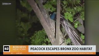 Peacock escapes habitat at Bronx Zoo