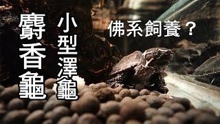 世界最臭的烏龜之一麝香龜！迷你的小型澤龜|【雙Q烏龜成長日記】