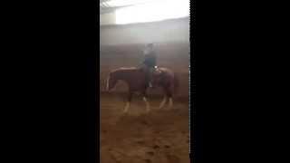 Lalobarun Ranch/Kelly McKinnon riding Sonny's Pokeman aka "Charlie"