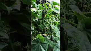 种植黄瓜一定注重科学管理 #三农 #黄瓜 #传播农业小知识 快手