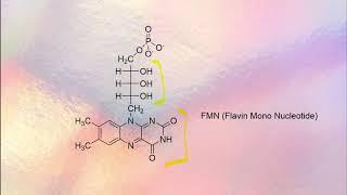 Flavin Coenzymes