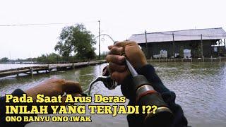 Luar Biasa‼️  Cuma Mancing  Di Bawah Jembatan Bawa Ikan Sekarung