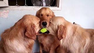 These golden retrievers will make you laugh your HEAD OF - Funny dog compilation