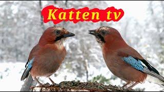 Katten tv  Videos voor katten om vogels te kijken 