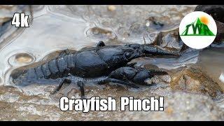 Learn About the American Crayfish! ~4k