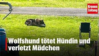 Wolfshund tötet Chihuahua | krone.tv NEWS