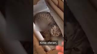 Хасбик оказался живодёром - котейки 