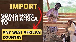 HOW TO IMPORT BOER, KALAHARI AND SAVANNAH GOATS INTO ANY WEST AFRICAN COUNTRY