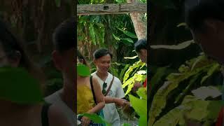 How to do Ubud Open Studios in 90 seconds