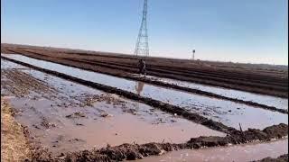 Saffron harvest iran