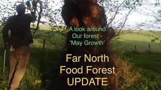 The Far North Food Forest - Update ! #permaculture #trees #foodforest