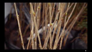 Ancient Woodland Restoration