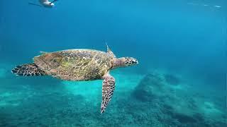 DEEP SNORKELING PIGEON ISLAND TRINCOMALEE  - SRI LANKA 2019 - GoPRO HERO 2K