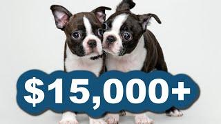 REAL Cost Of Owning A Boston Terrier - What You Need To Know!