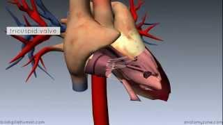 Heart Anatomy - Right Ventricle - 3D Anatomy Tutorial