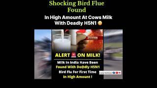 Shocking Bird Flue - Found In High Amount In Milk  #reels  #trending  #news