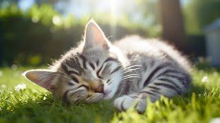 Calming Music for Anxious Cats: Soothing Sounds for Deep Relaxation and Sleep