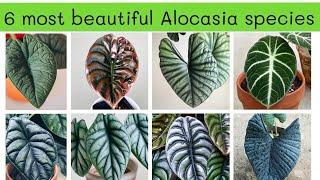 Top 6 species of Alocasia: the most beautiful indoor plants and easy to grow