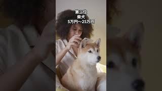 世界で1番"安い"犬ランキングトップ5（犬の面白い為になる雑学5選）#動物 #犬 #shorts