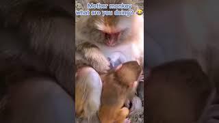 Mother monkey breastfeeding child and herself