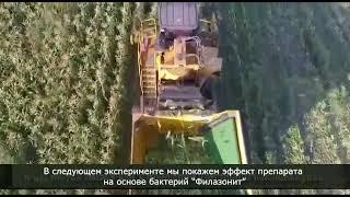 Повышение урожайности, восстановление плодородности почвы не используя минеральные удобрения.