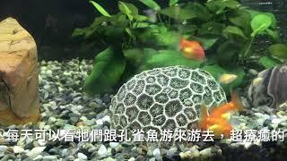 三金到我家3  金魚適不適合跟孔雀魚混養