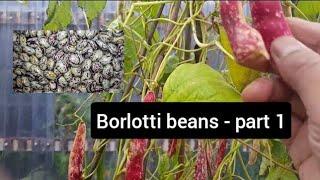 Growing and (drying) storing borlotti beans - allotment growing - shokher bagan (part 1)