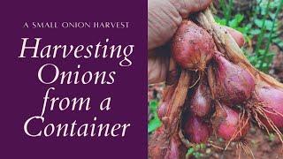 Harvesting Onions from a container