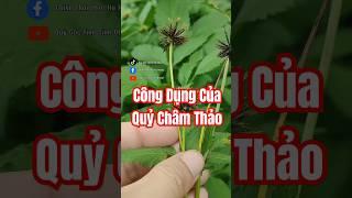 Bạn đã biết công dụng của Quỷ Châm Thảo chưa?