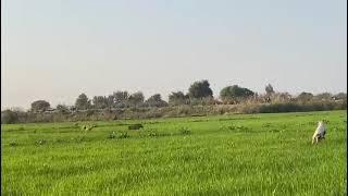 pig hunting with dog's in Pakistan