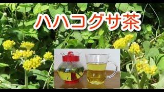 簡単でおいしい！　ハハコグサ茶の作り方