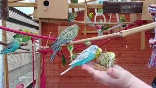 2 hours of Budgies Singing Playing in their Aviary