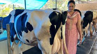 പത്ത് വർഷം പശു വളർത്തിയിട്ടു ഒന്നും കിട്ടിയില്ല പൂട്ടി പോകേണ്ട അവസ്ഥയിൽ നിന്നും രക്ഷിച്ചത് TMR ആണ്