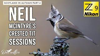 Neil McIntyre's Crested Tit Photography