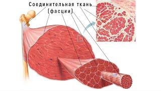 Как фасции мышц влияют на ваше тело? Раскрытие тайн миофасциального болевого синдрома.