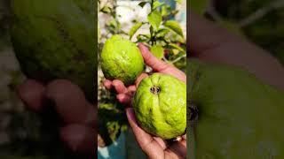 Ghar ke fresh guavas#youtubeshorts #viralvideo #shortvideos